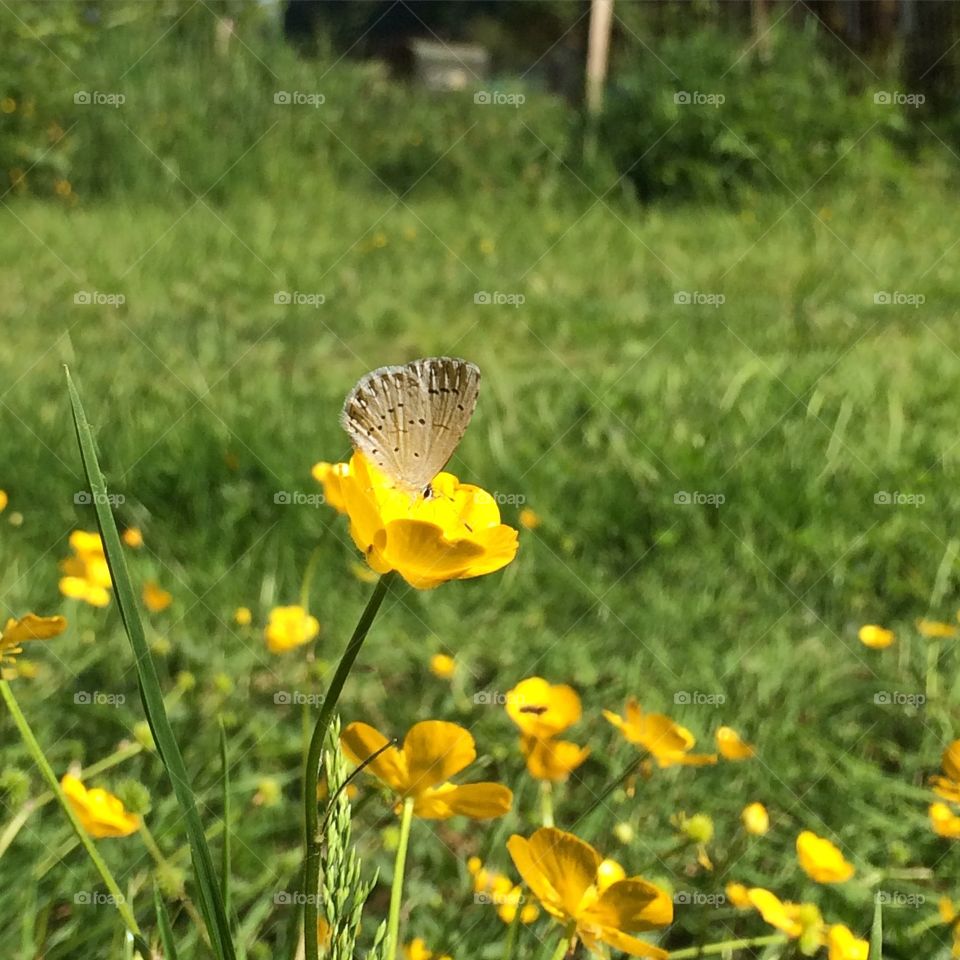 Buttercupfly