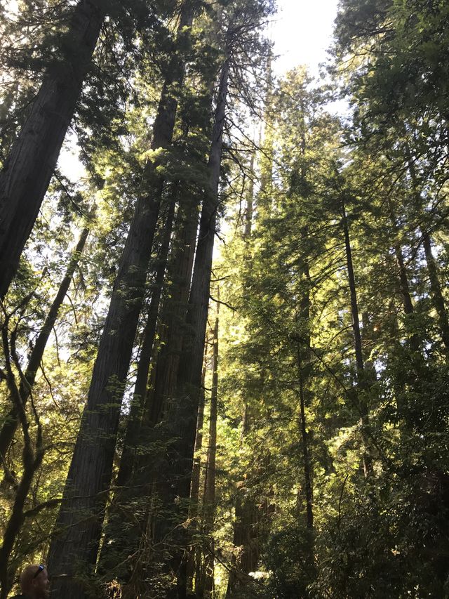 Trees with sun