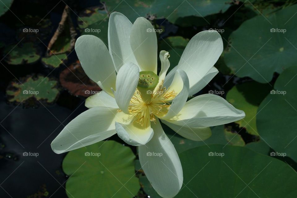 Water Lilly 