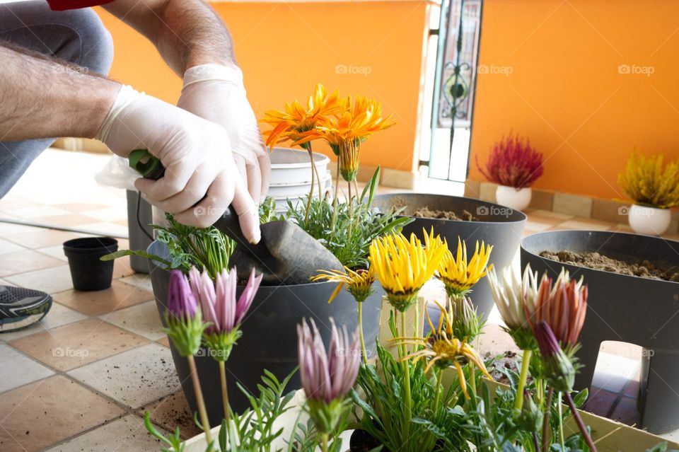 planting seedlings