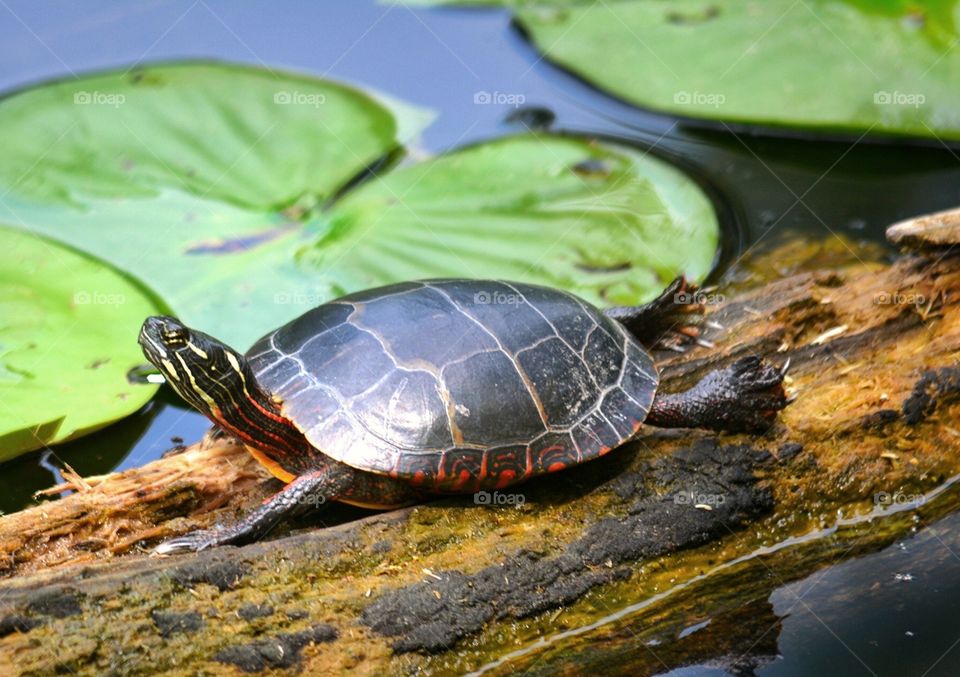 Turtle Sunbathing