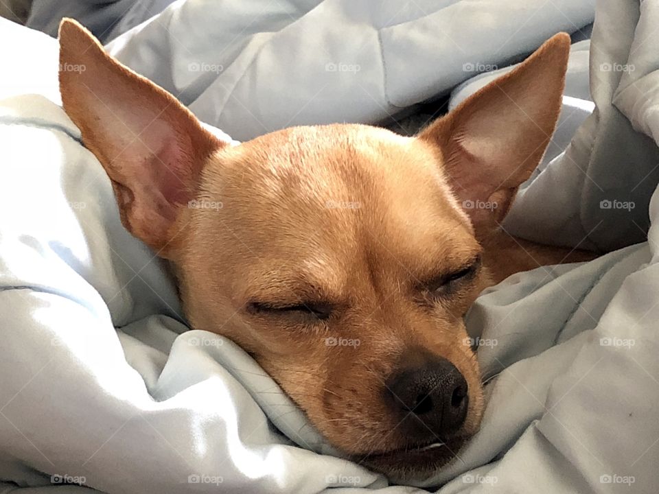 Napping Chihuahua 