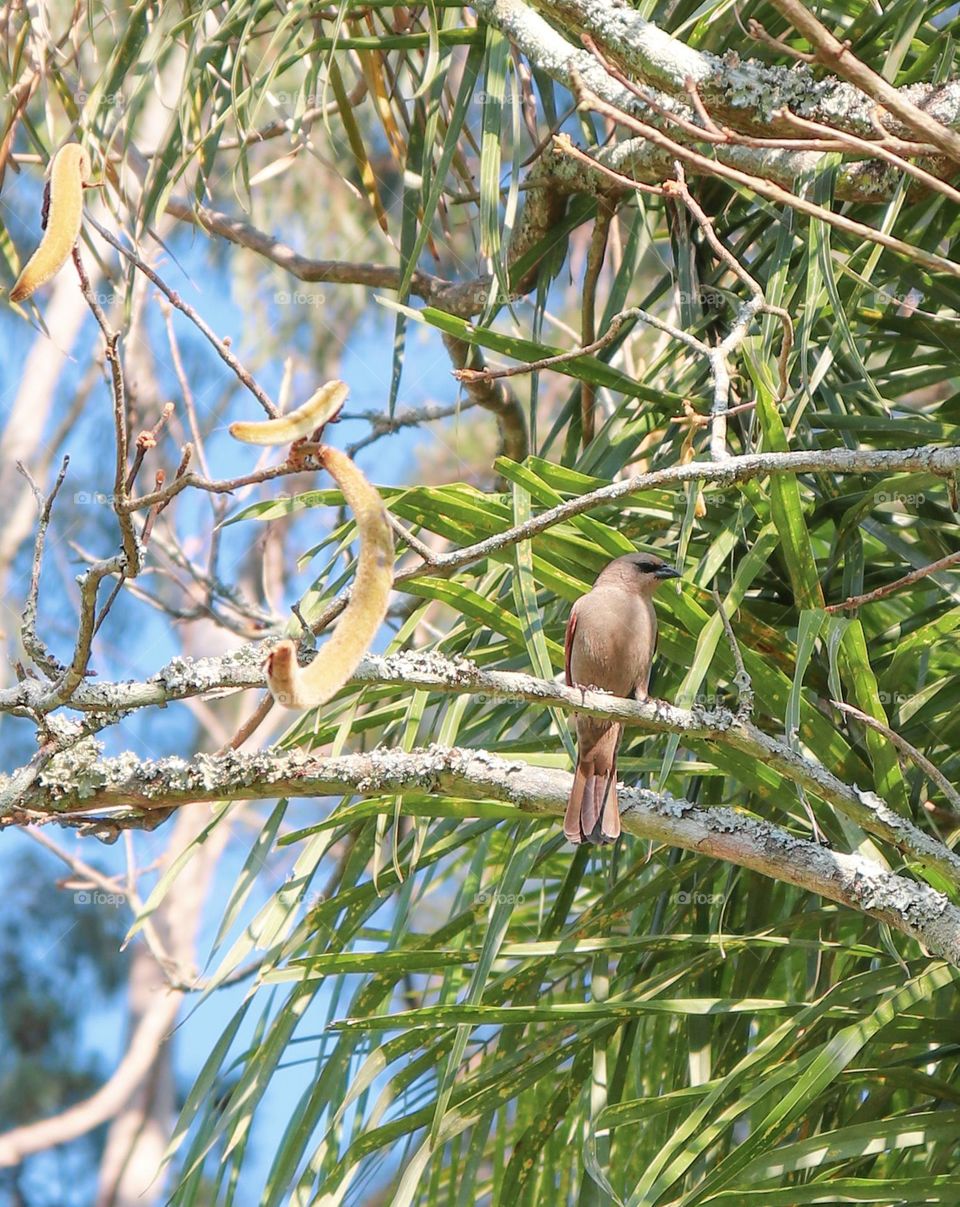 Brown bird on the tree.