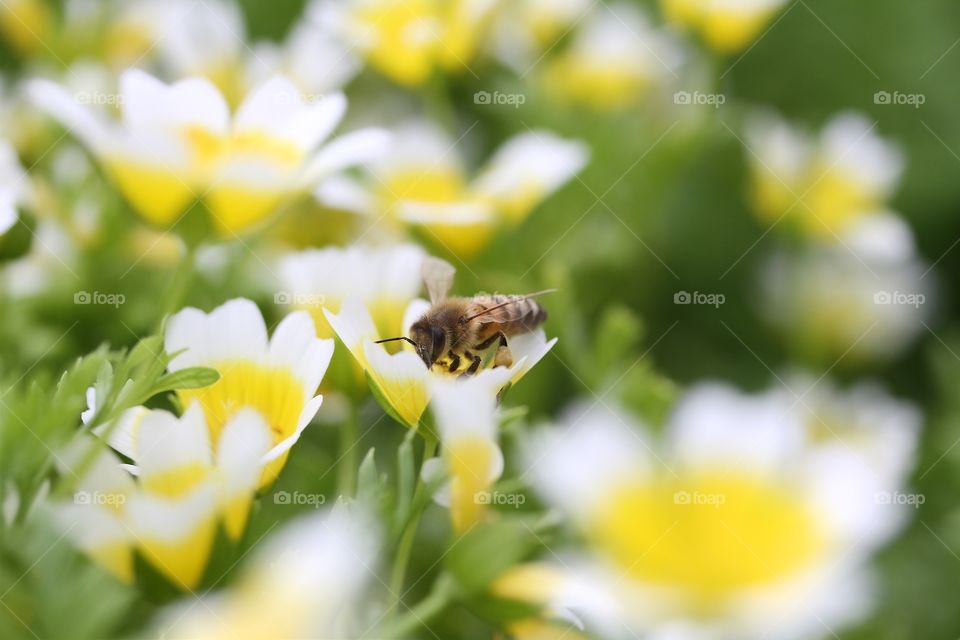 Limnanthes douglasii, 