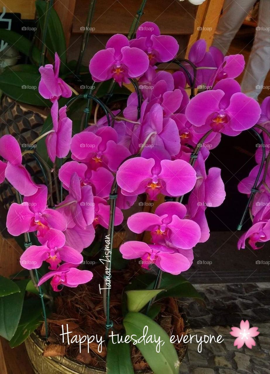 pink orchid