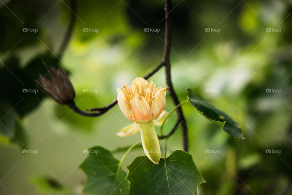 Flower bud