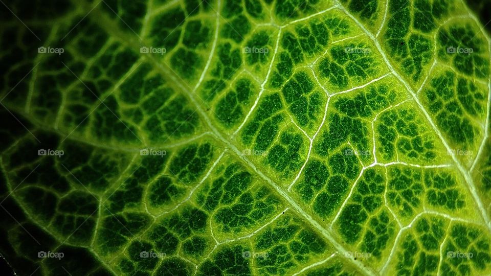 Green Veins in a leaf