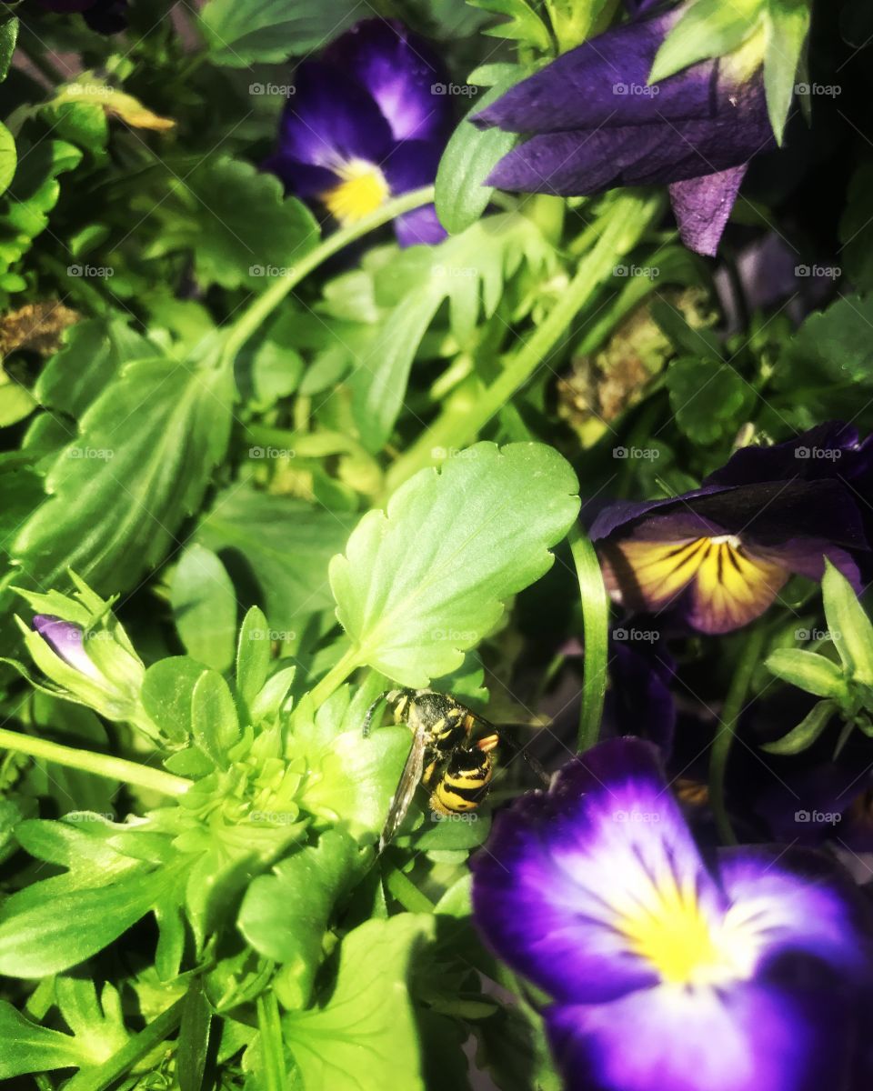Bee in the flowers 