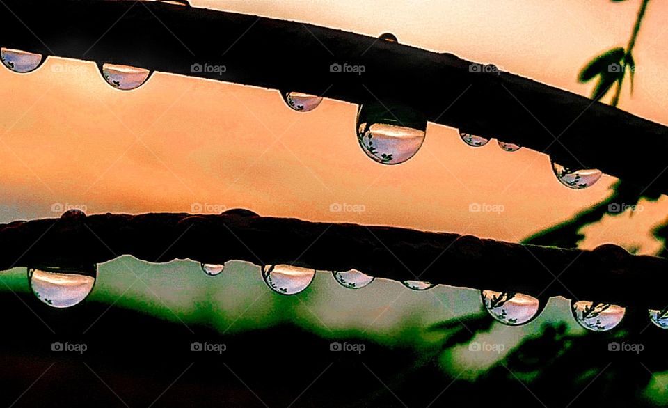 Attractive rain drops hanging on the stem. Best Silhouette Photo of mine.