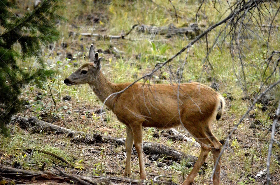 Deer in woods