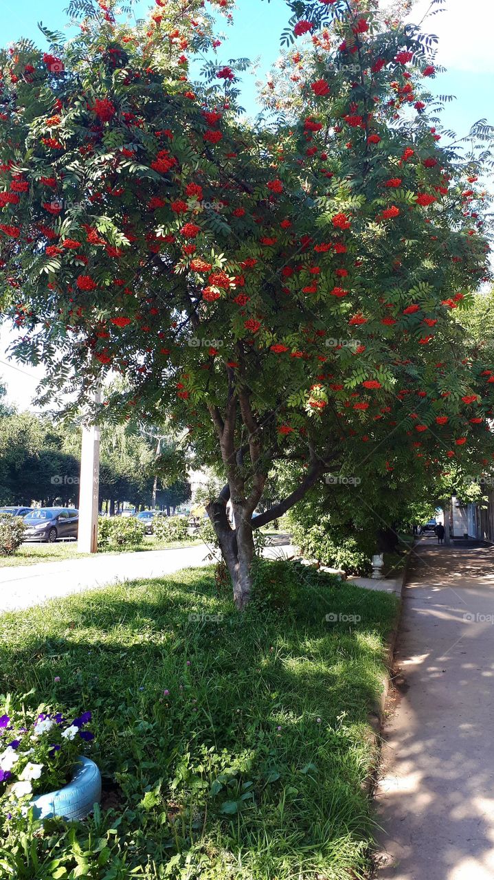 The tree of the cherry