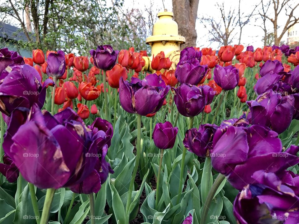 Purple tulips 