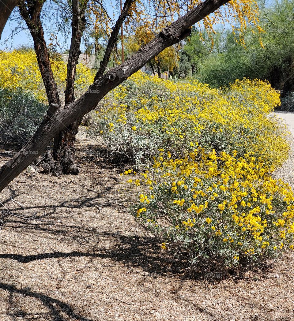 Yellow Spring Flowers in Arizona