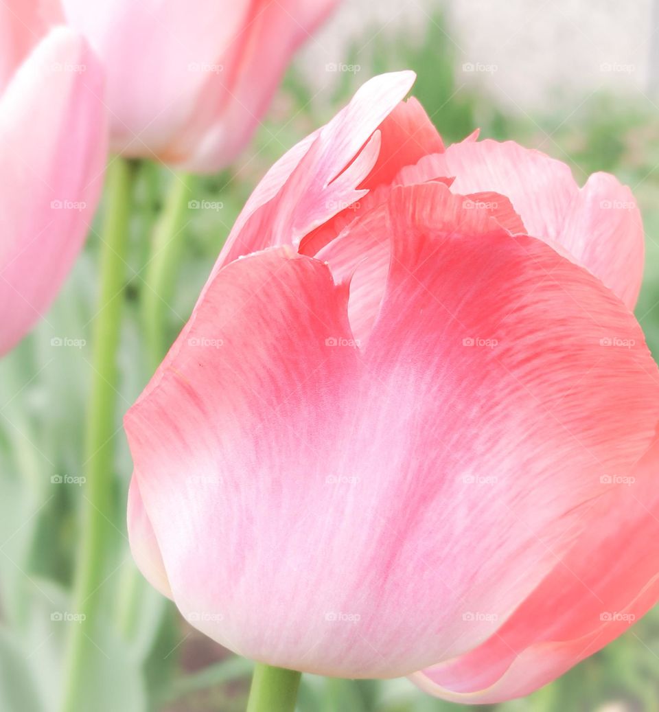 Tulip details in pastel pink