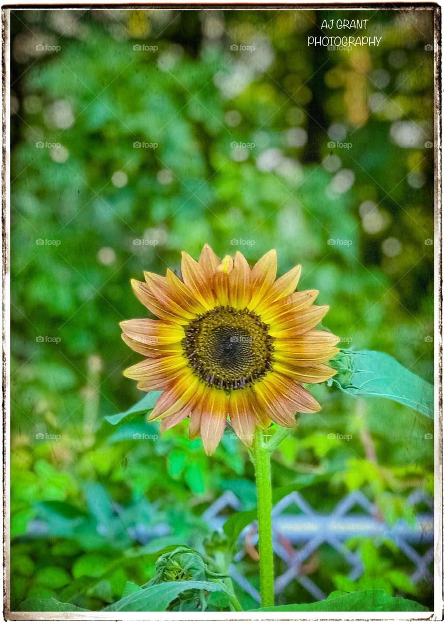 Sunflower 