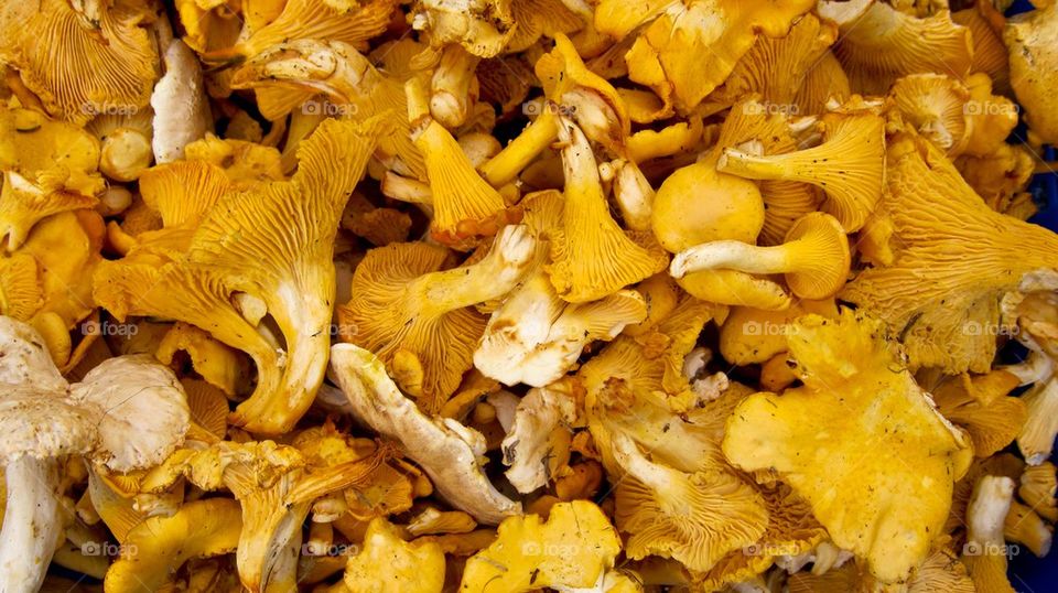 Chanterelles