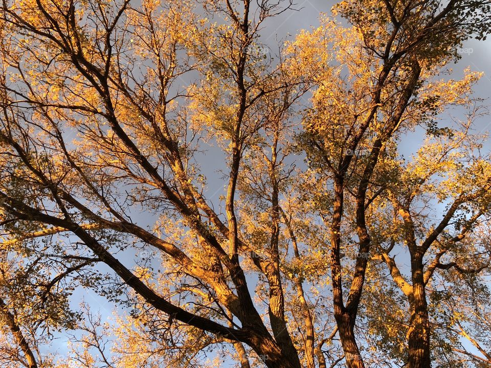 A Cool morning golden tree on a lovely fall morning