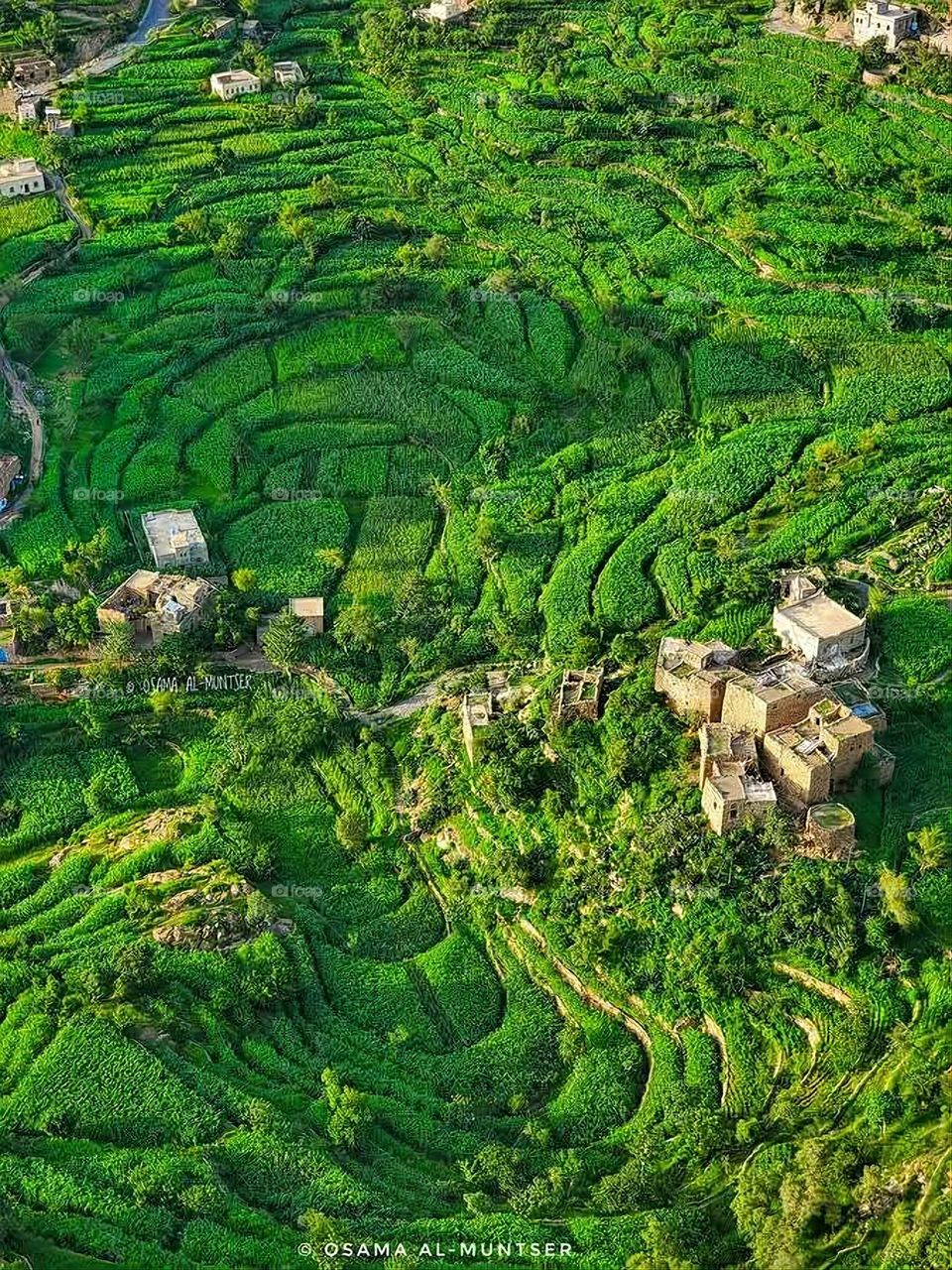 A very beautiful picture, and there is no better picture than it. There is no better picture of green herbs and colorful, red and white roses than it. Glory be to God, the natural and picturesque view, and there is no more