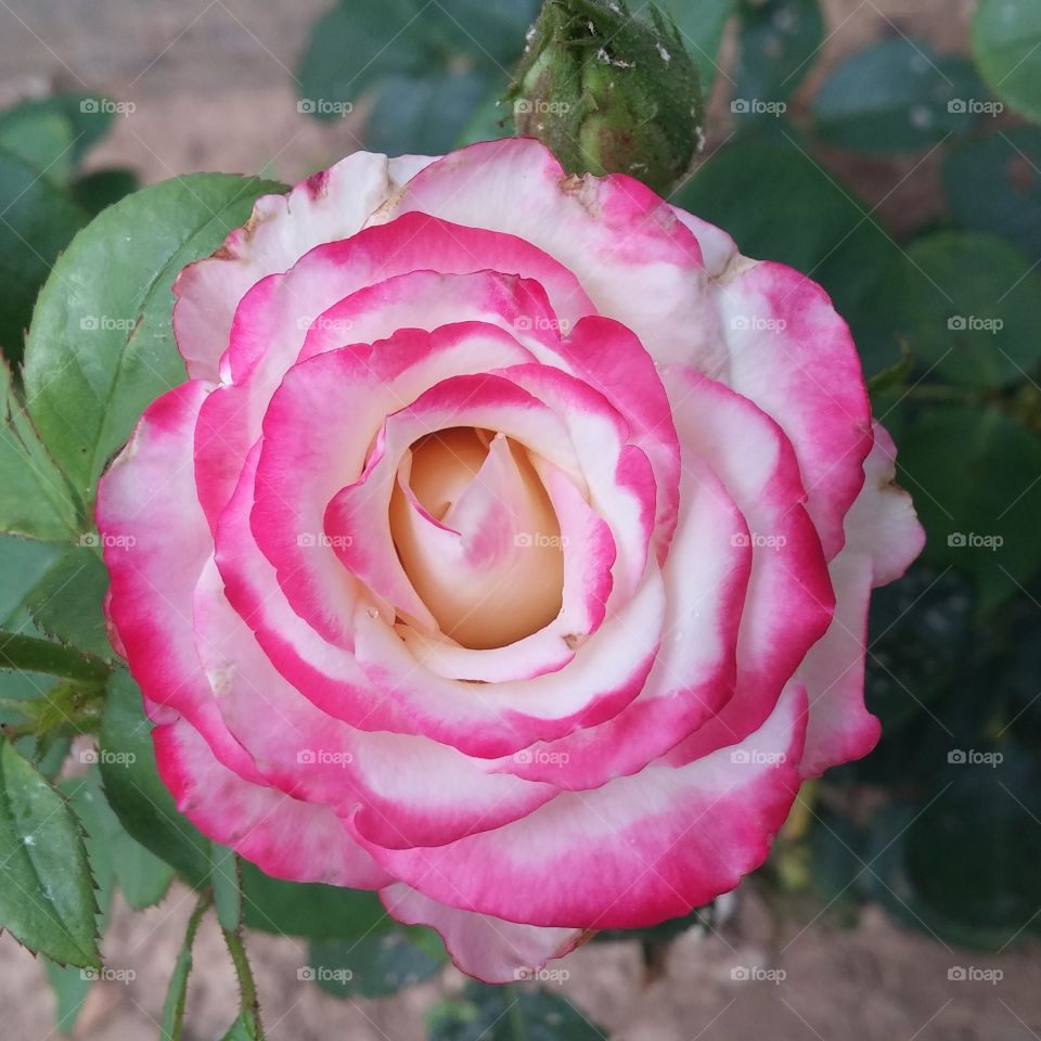 White rose with pink
