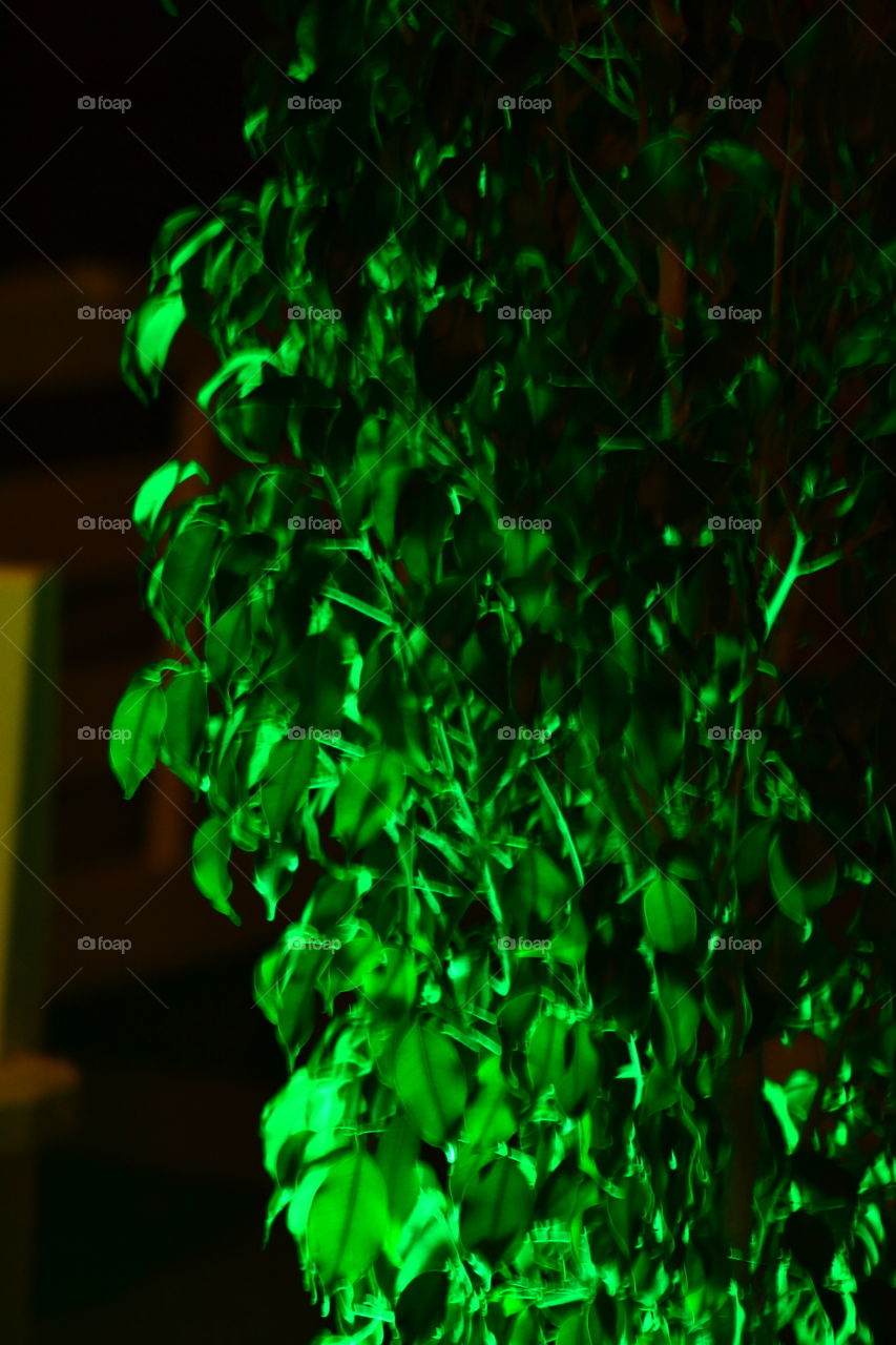 green light on leafs