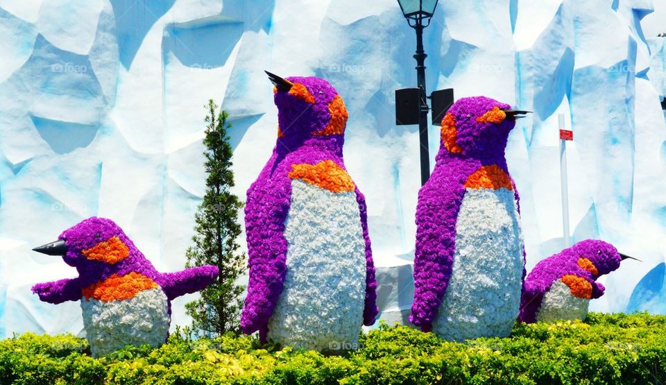 Penguins at Ocean Park