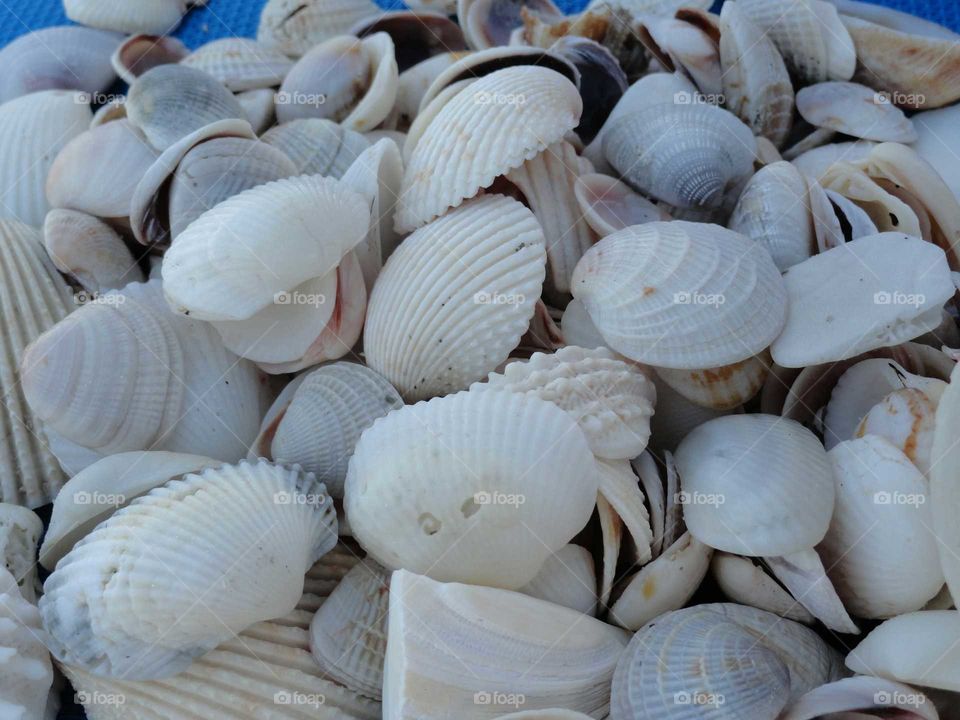 Shell, Seashell, Clam, Shellfish, Cockle