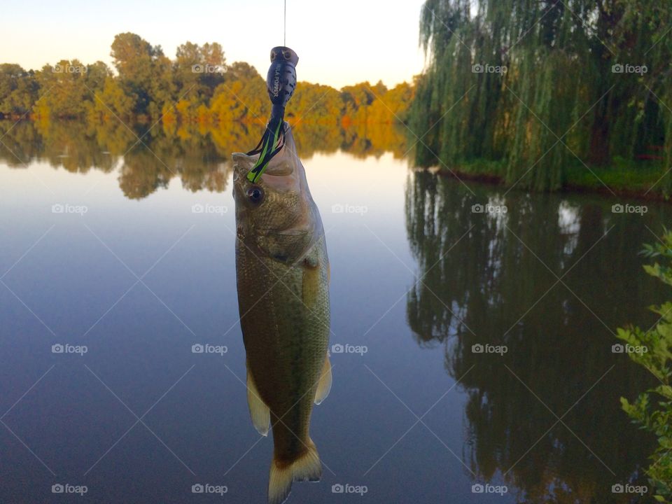 Evening catch and release.