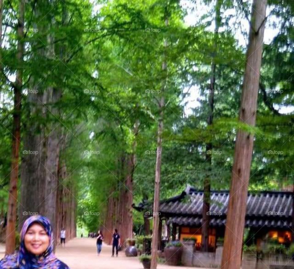 Nature - Tall elegant trees @ Nami Island, South Korea