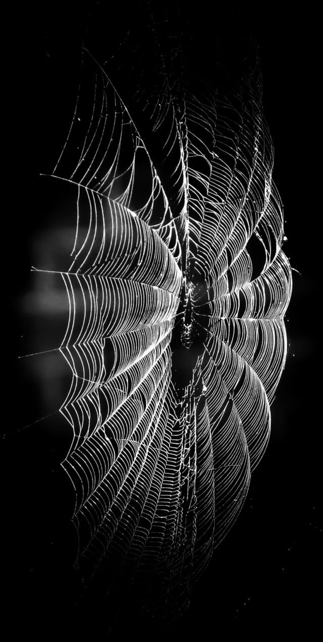 Spider Web