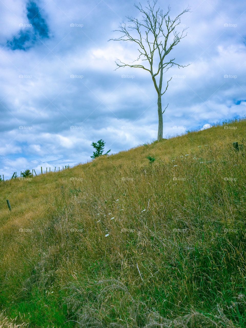 Lone Tree on a Hill