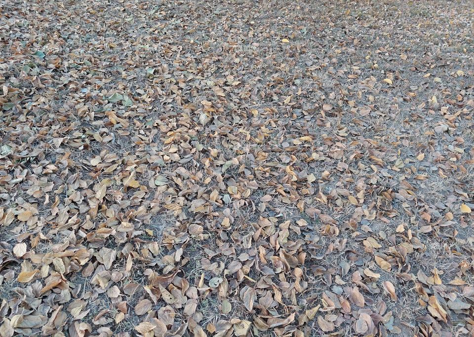 dry leaves in autumn