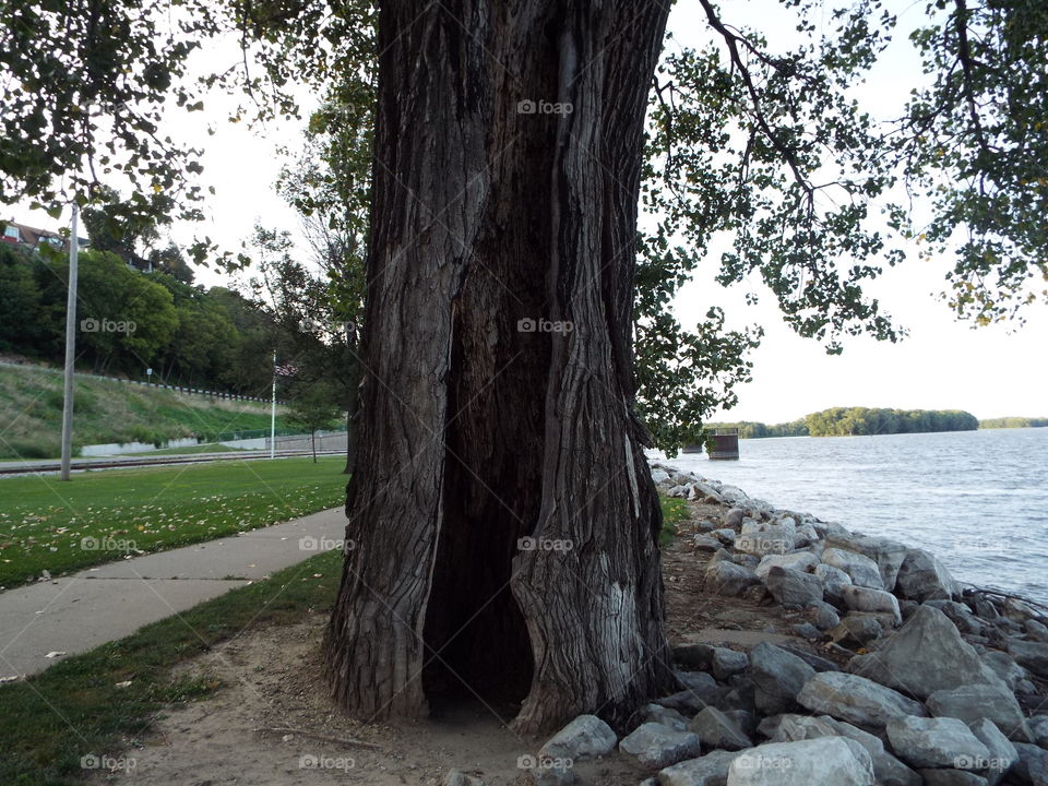 tree hit by lighting