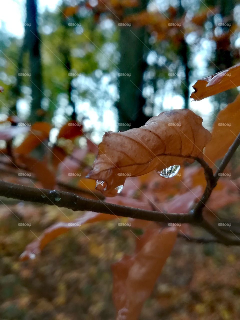 Autumn in forest