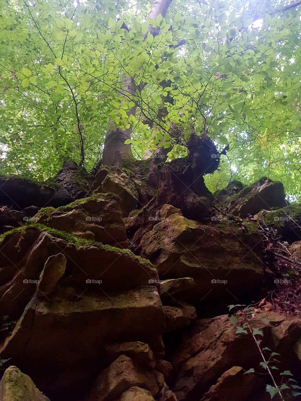 скалы камни деревья