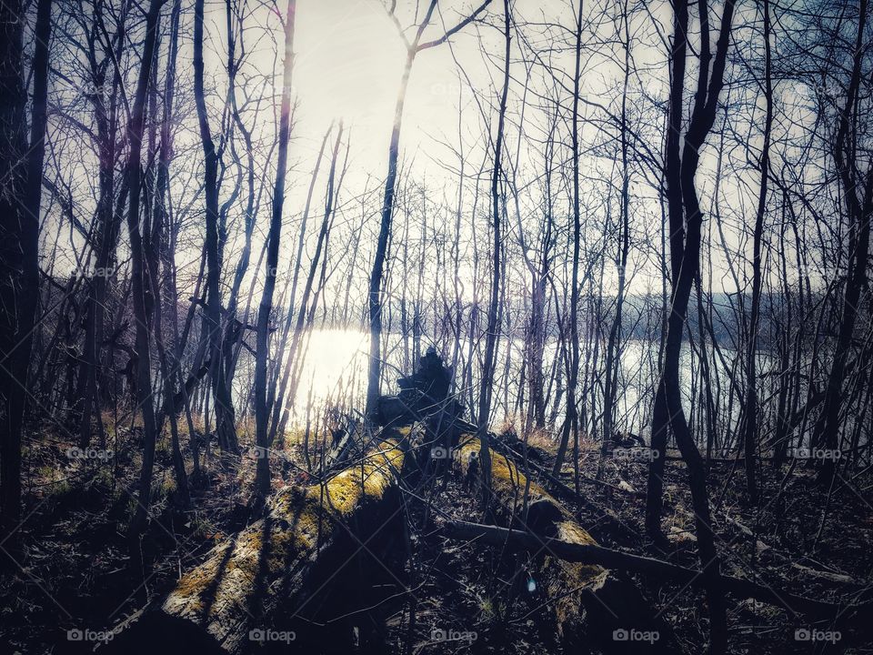 Sunrise forest bathing, forest photography, logs, trees, winter to spring