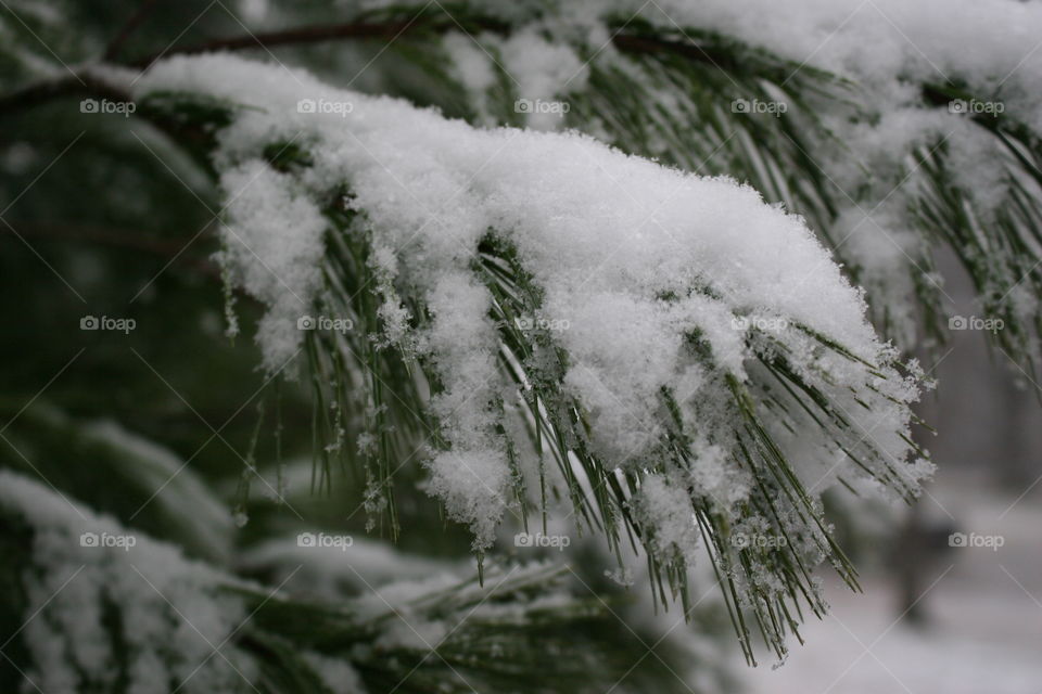 Snow on the pines