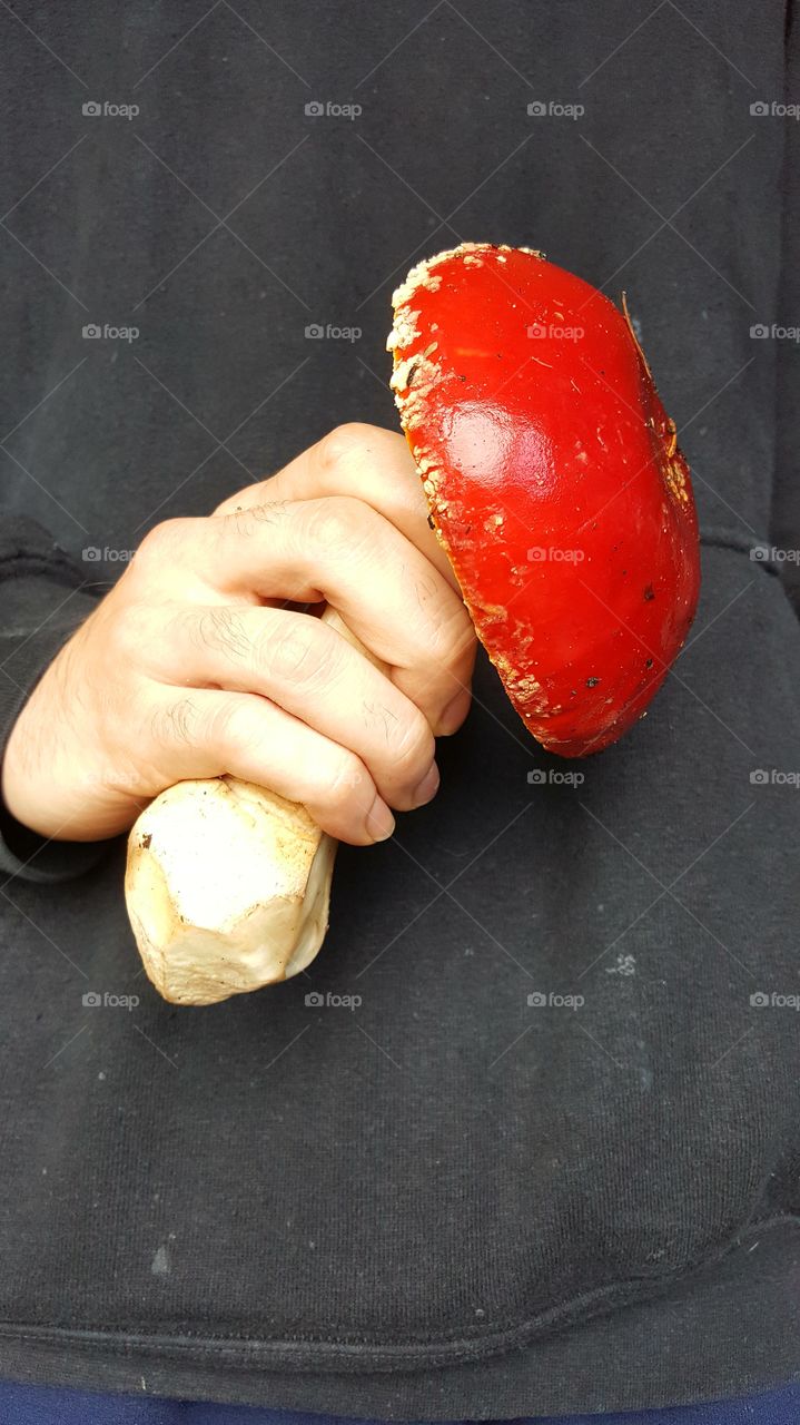 Extra Large Mushroom