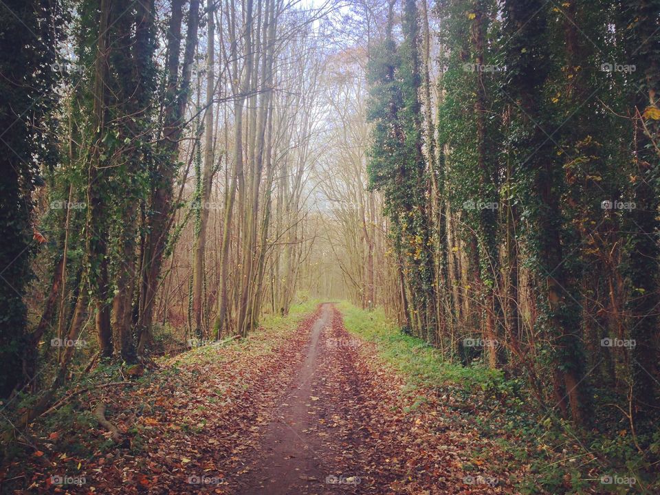 Off the beaten {Belgian} path. Just steps from Brussels, peace is found in a forest in Melsbroek. I see hope at the end of the path.