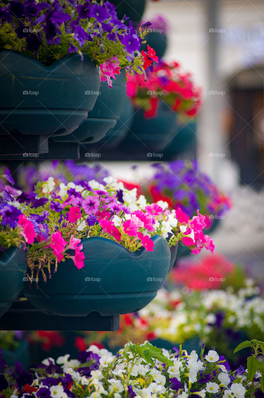 Street flowers in Sevastopol city