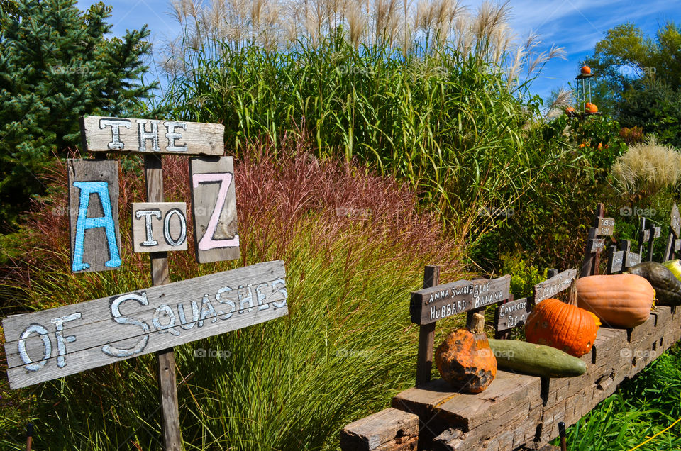 Squash display at a local pumpkin patch in the fall