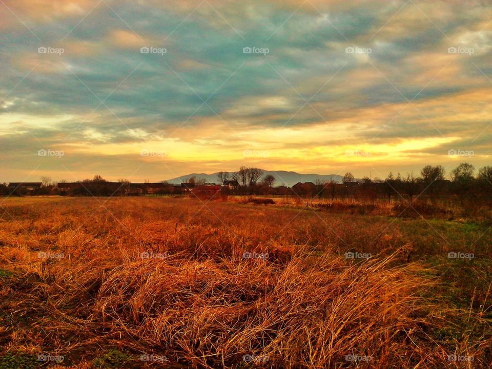 Dried grass against dramatic sky