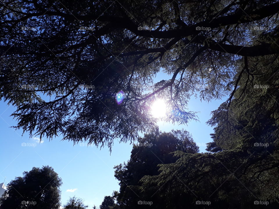 when trees, sky and sun get together