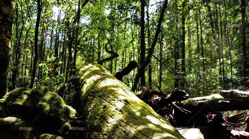 Rain forest, Sri pada