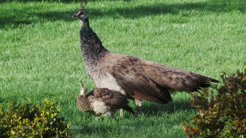 peafowl and chick ( peacock )