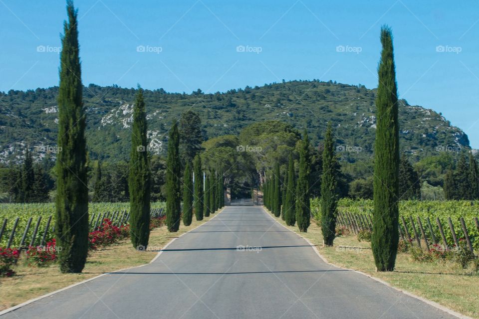 Road to the Vineyard