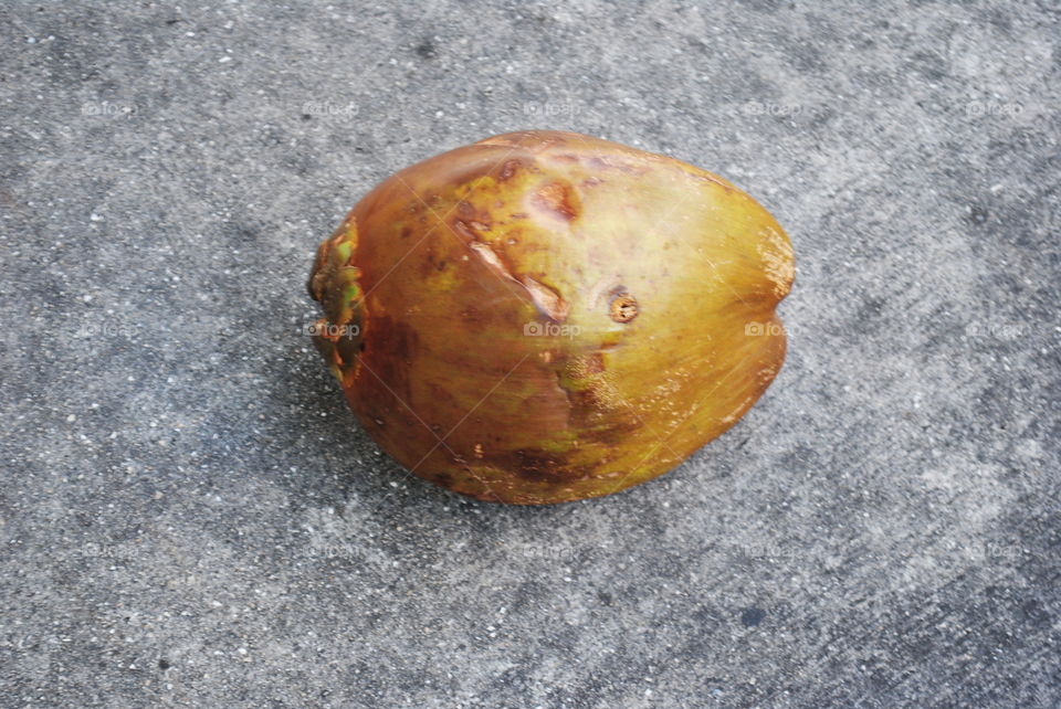 A coconut in Key West, Florida