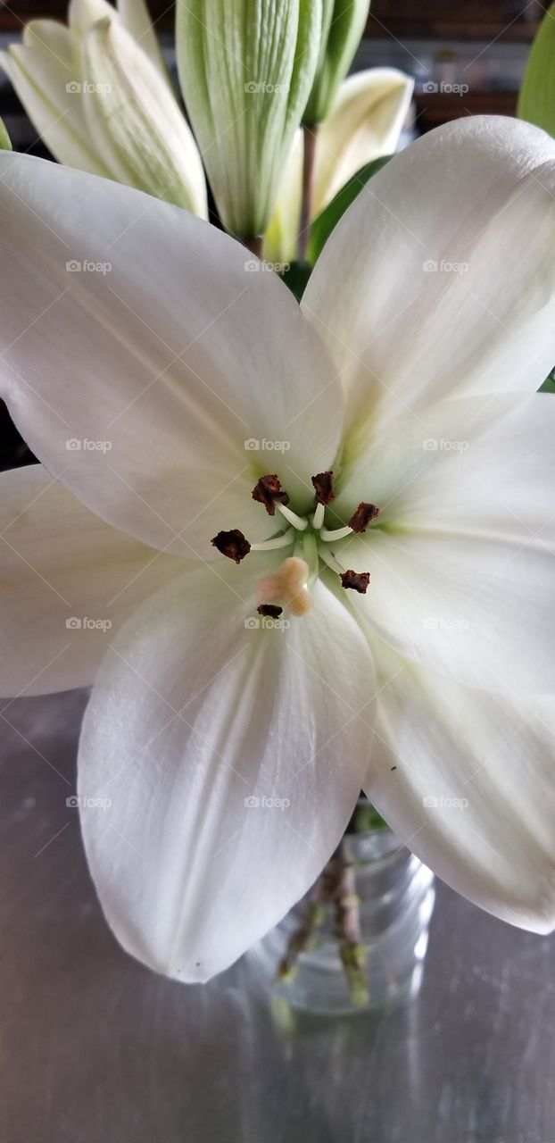 close up of white lily flower in bloom
