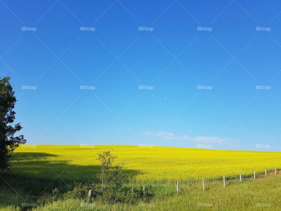 Alberta fields