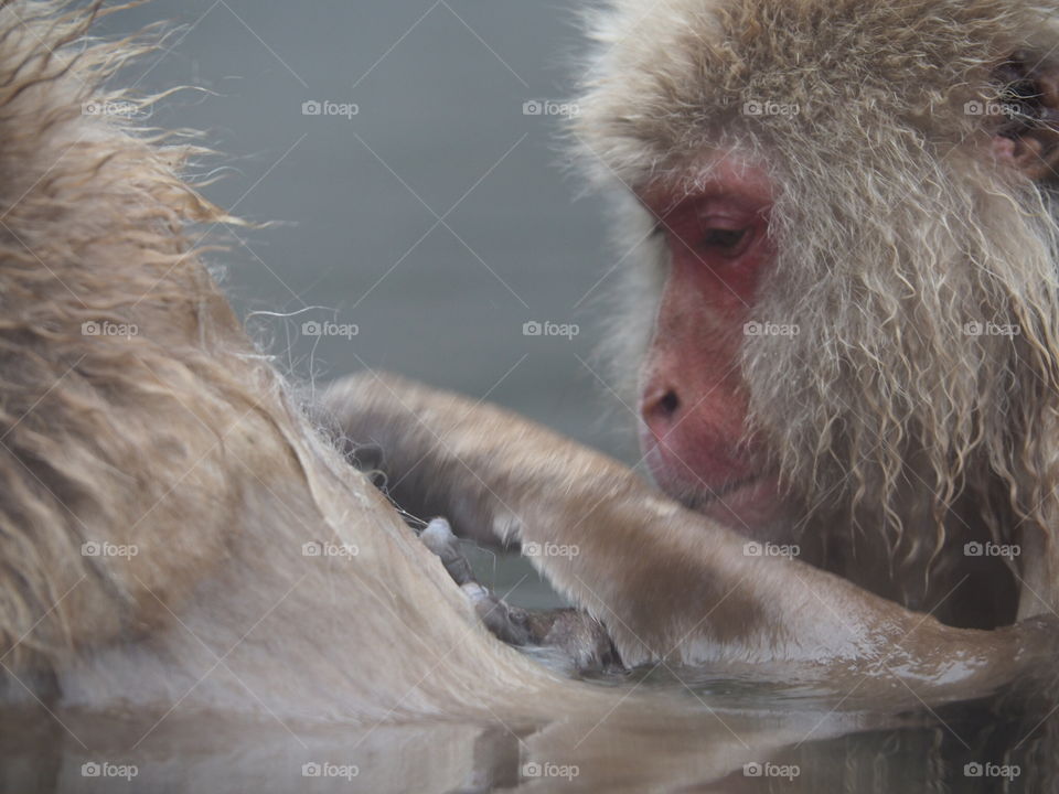 Snow Monkey