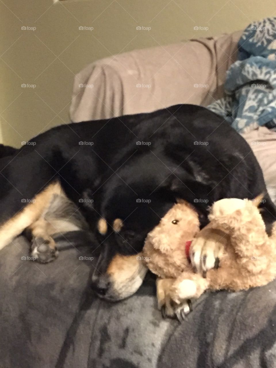 dog and bear